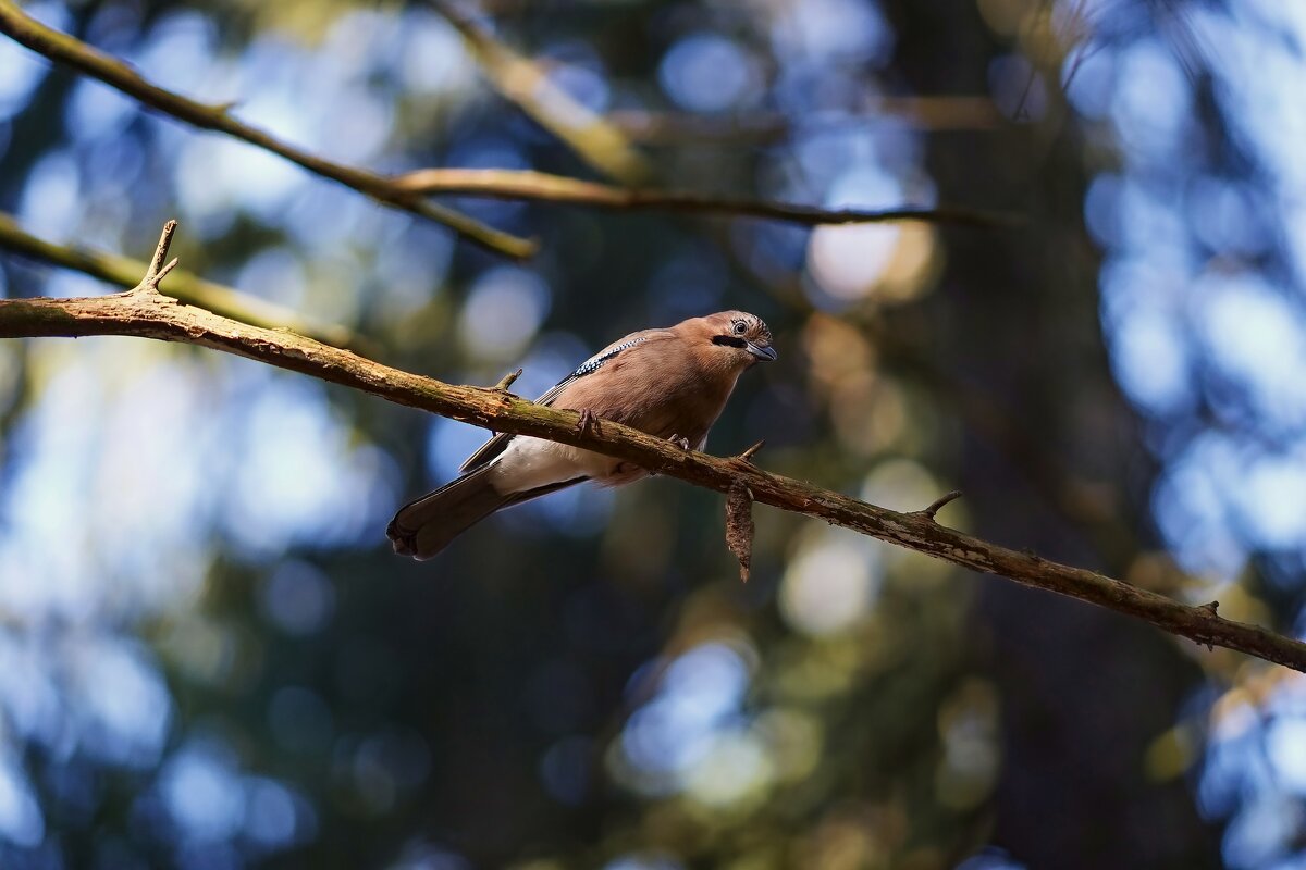 Сойка. - Александр Романов 