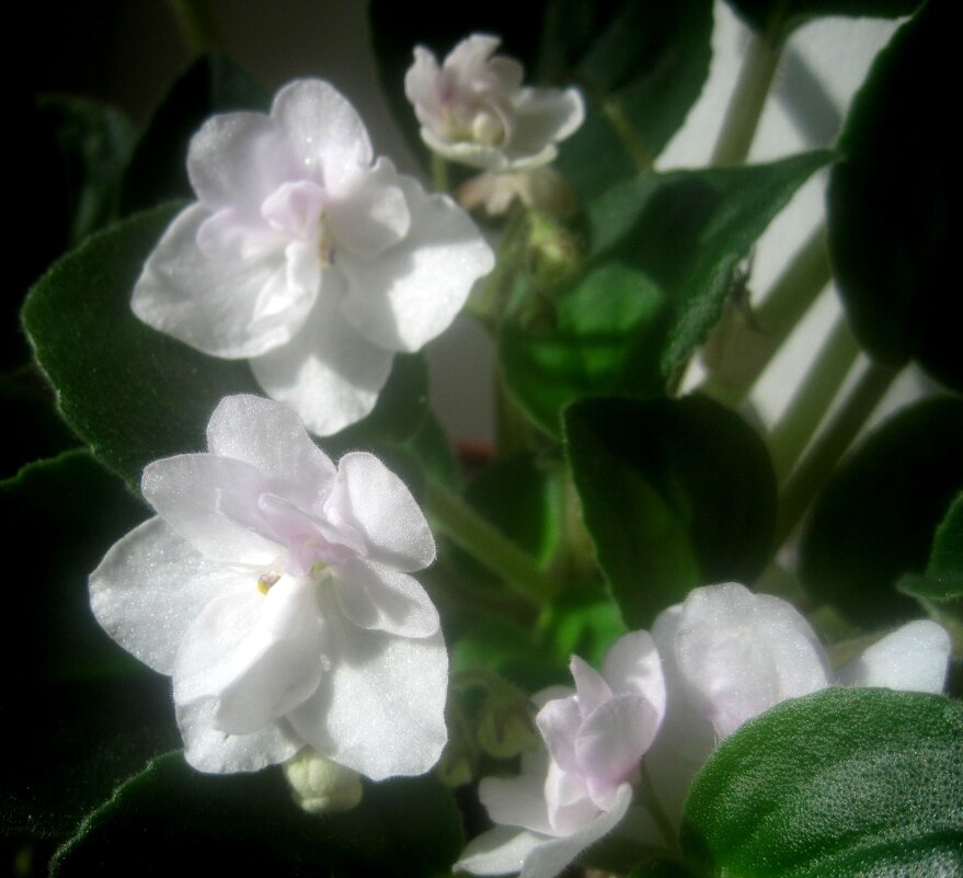 моя фиалка - Елена Семигина моя фиалка - Елена Семигина