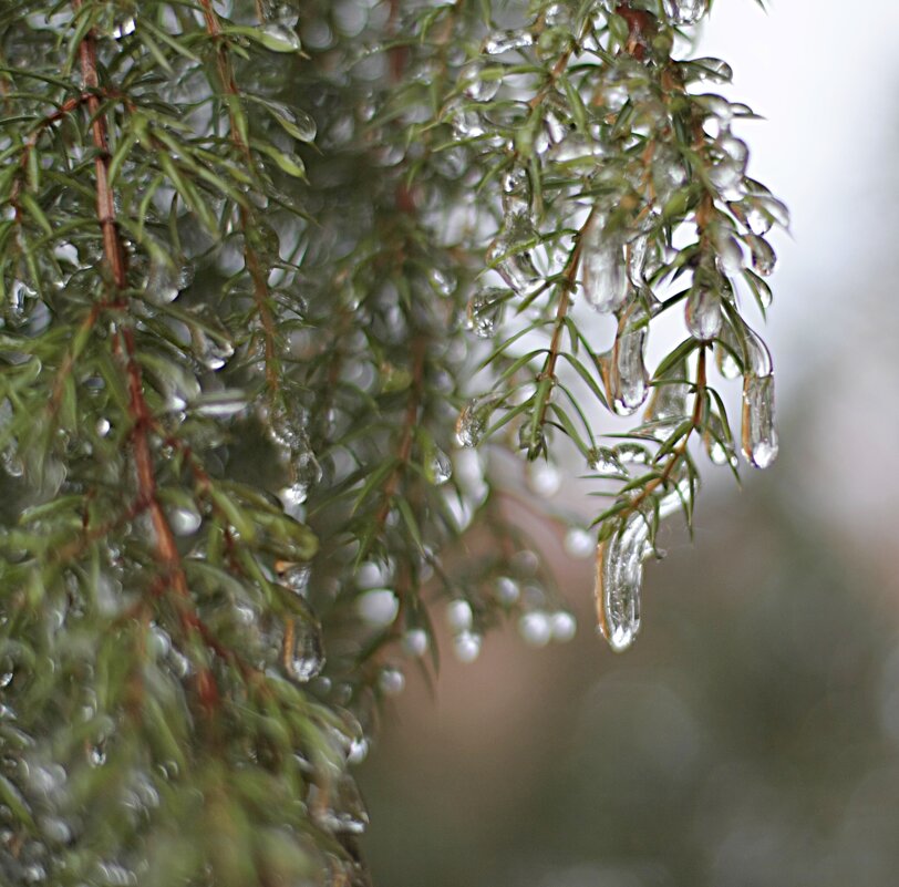 Первые заморозки. - Николай Масляев Первые заморозки. - Николай Масляев