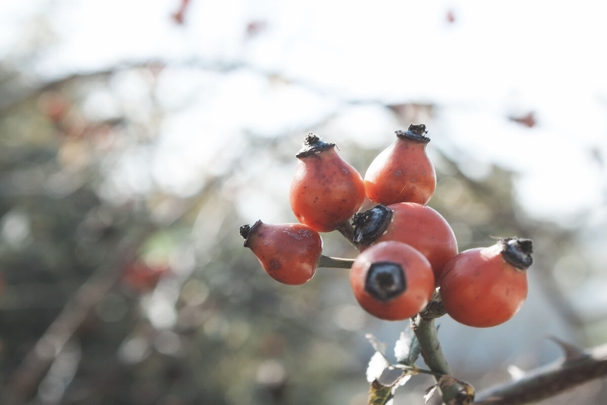 Rose hip/2 - Anna Rimira