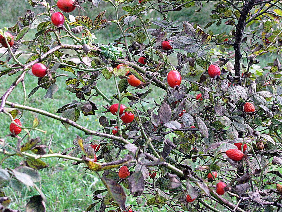 Плоды осени. - Владимир Драгунский