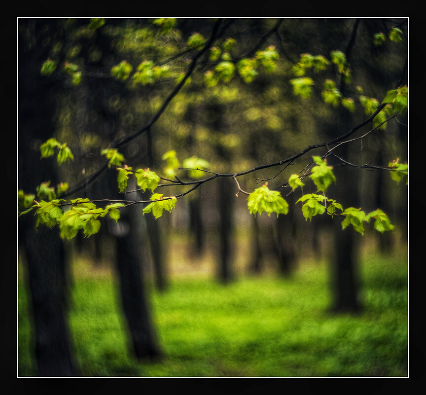 Лето - Антон Коньшин