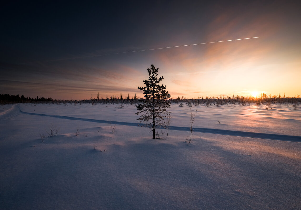 Дерево - Роман Грушевский