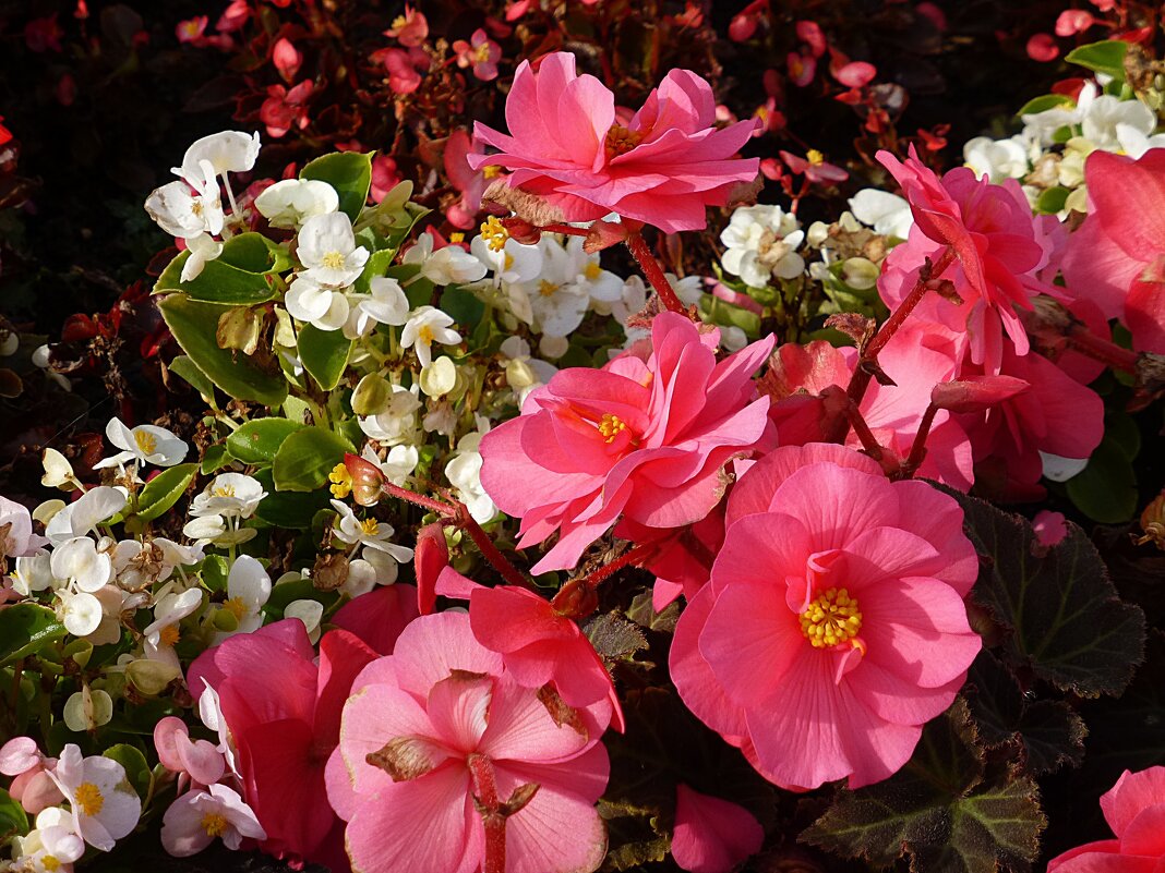 Бегонии - Лидия Бусурина Бегонии - Лидия Бусурина