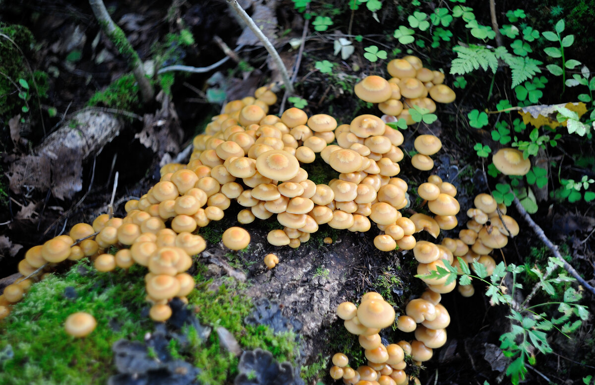 опята - дружные ребята... - Андрей Вестмит опята - дружные ребята... - Андрей Вестмит