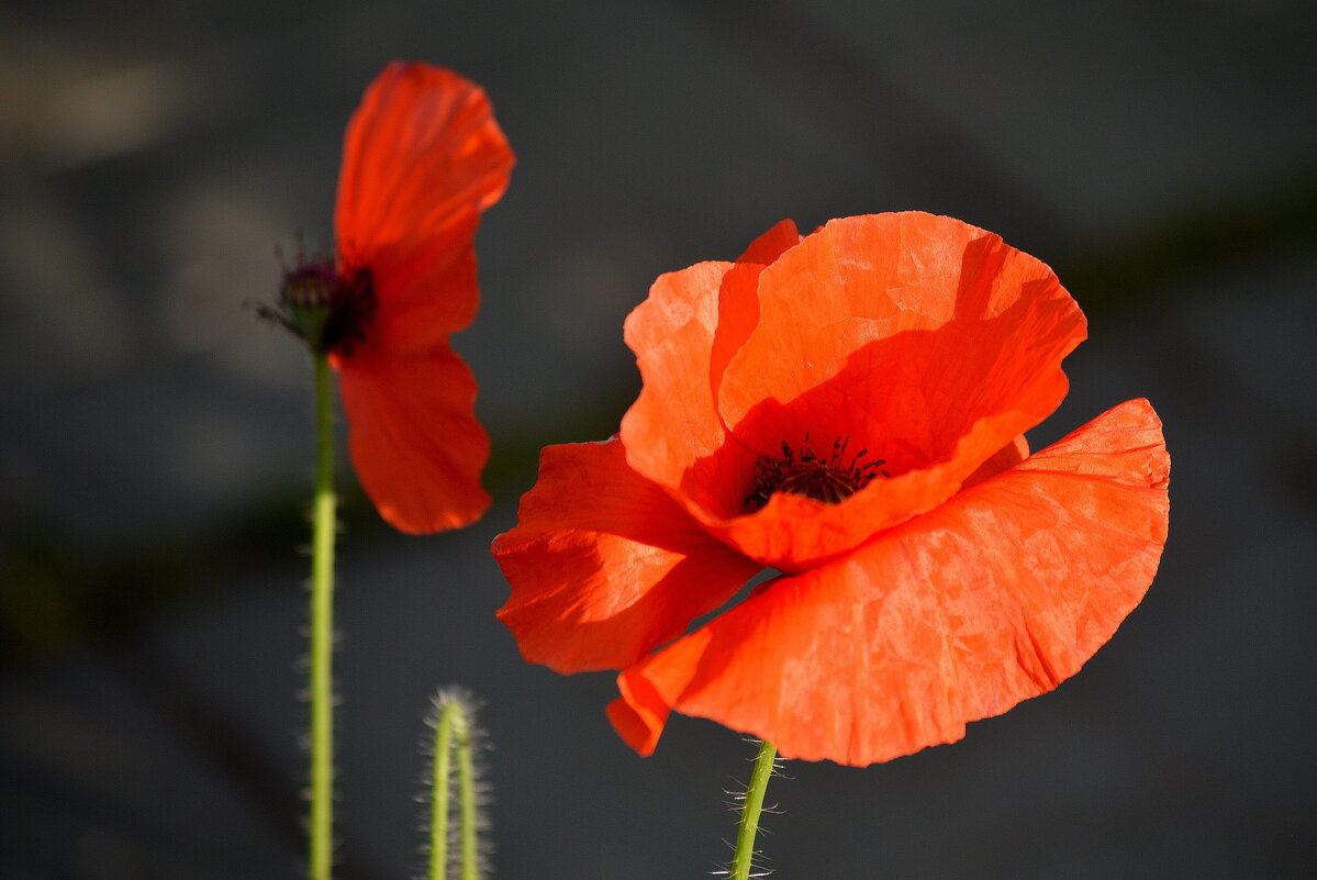 Солируют маки - Татьяна Лютаева