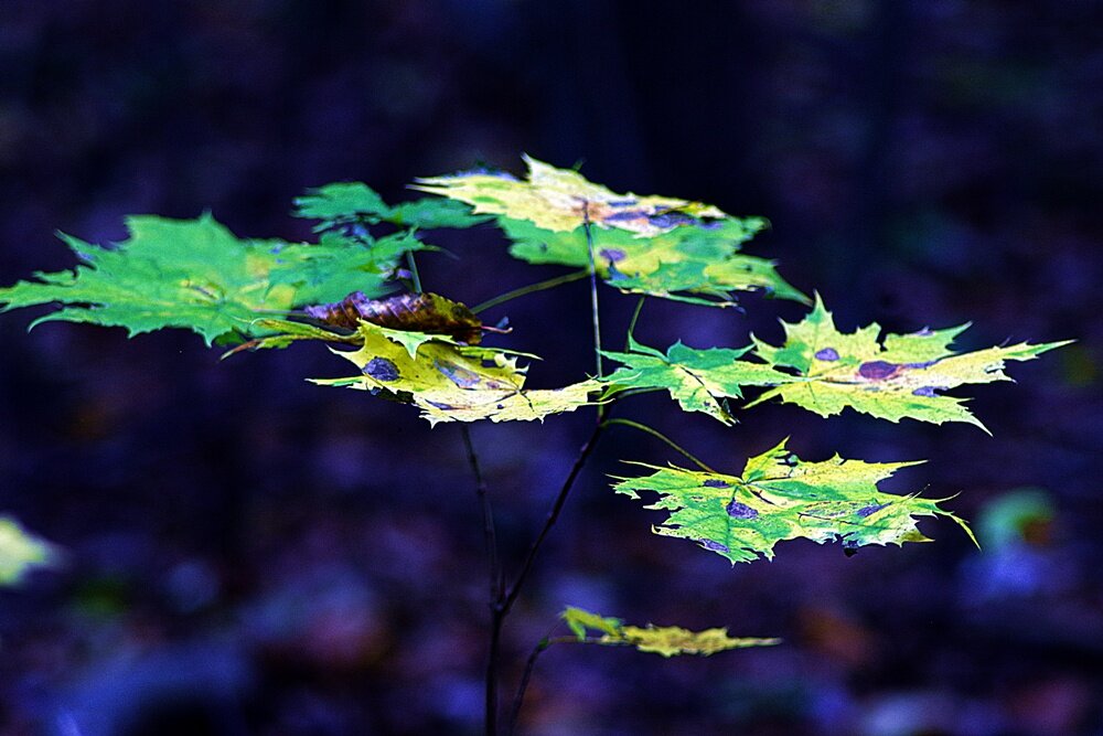 осенние листья - юрий иванов 