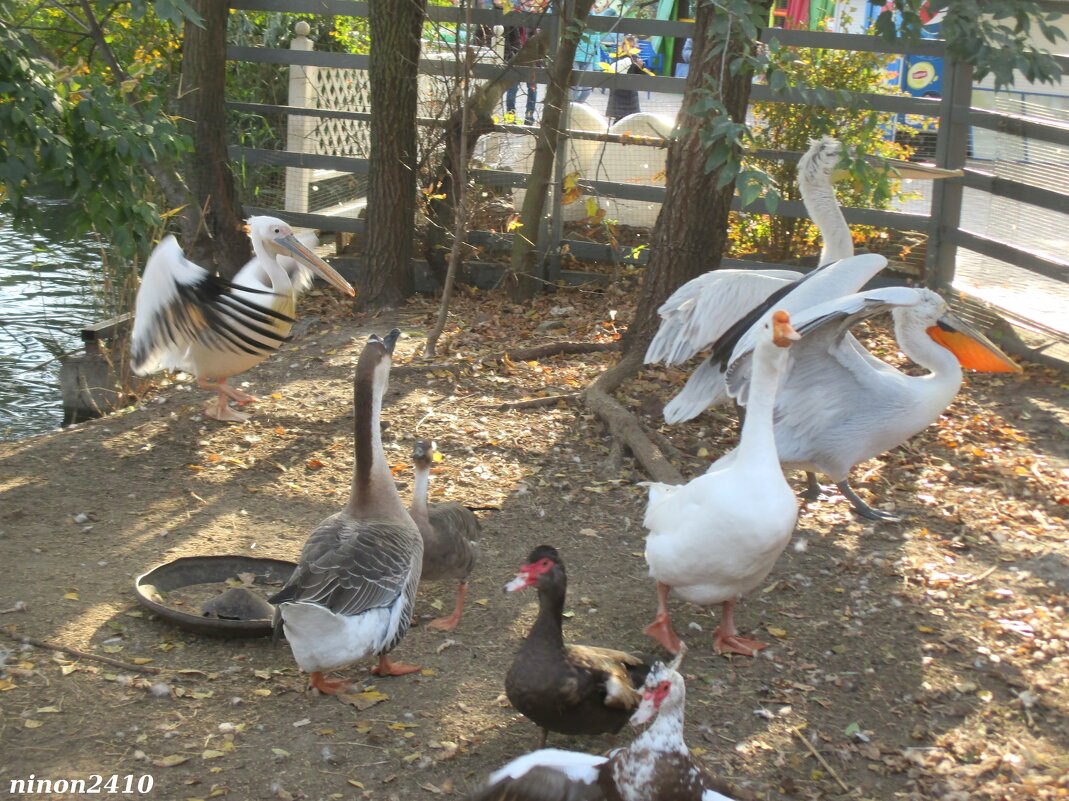 В ростовском зоопарке - Нина Бутко В ростовском зоопарке - Нина Бутко