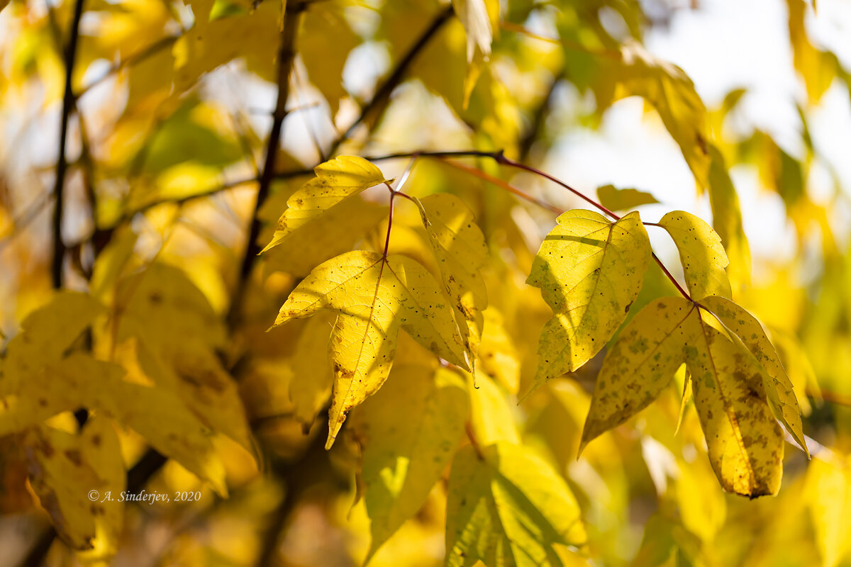 Золотая листва осени - Александр Синдерёв