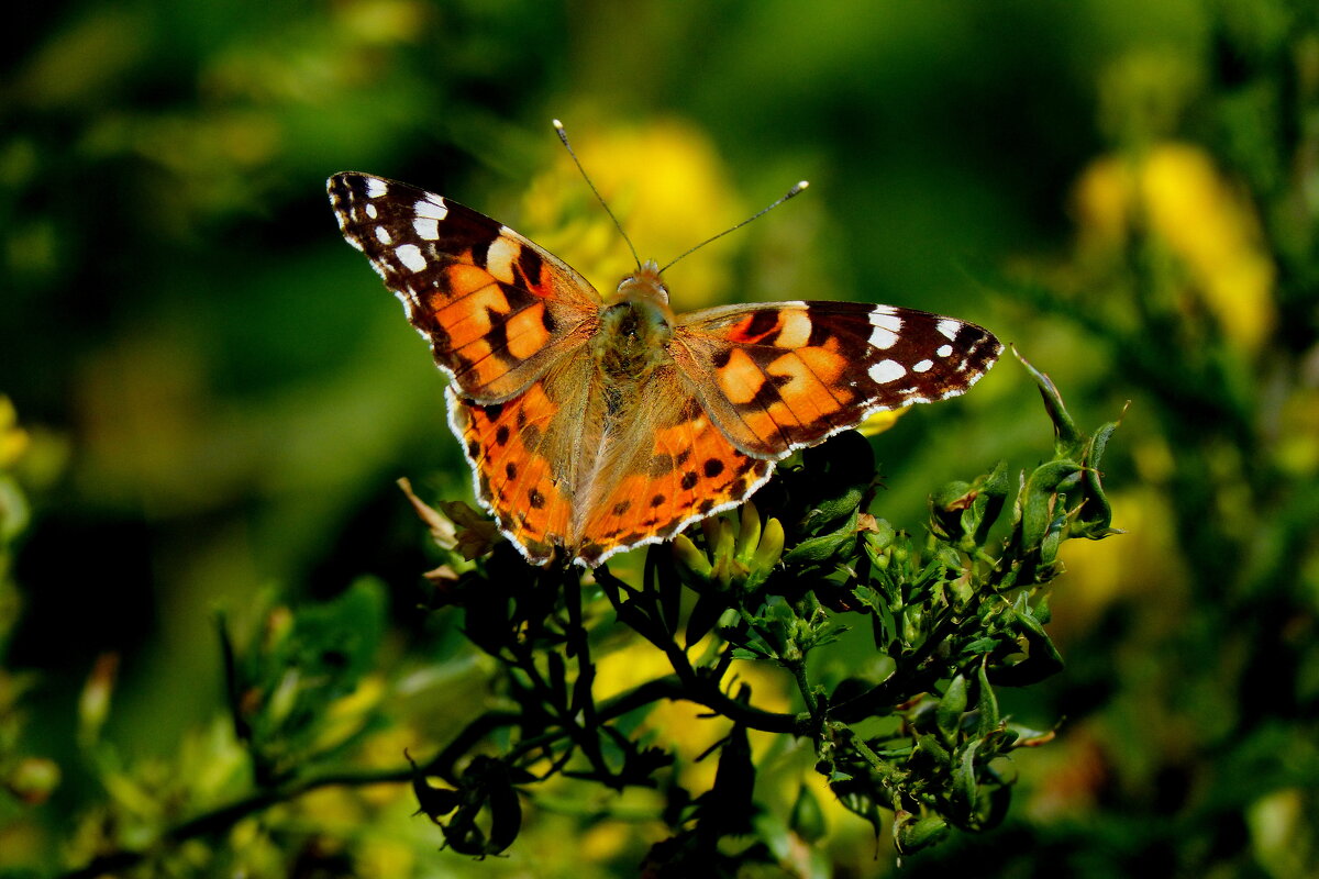 опять про бабочек 20 - Александр Прокудин опять про бабочек 20 - Александр Прокудин