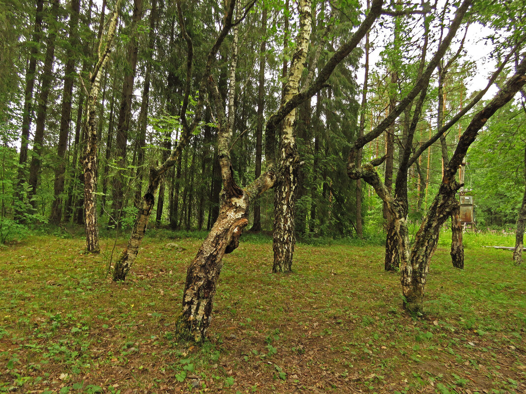 Карельские березы - ИРЭН@ . Карельские березы - ИРЭН@ .