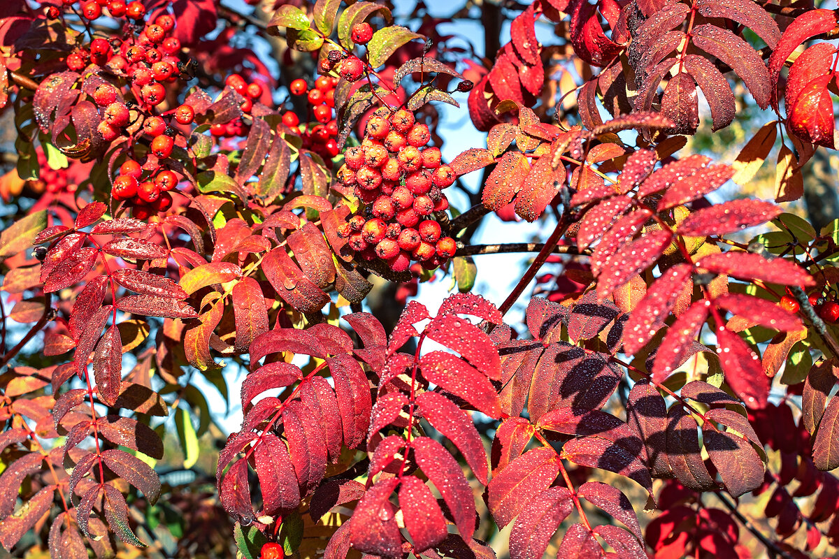 ХОХЛОМА - Володька Завитушкин