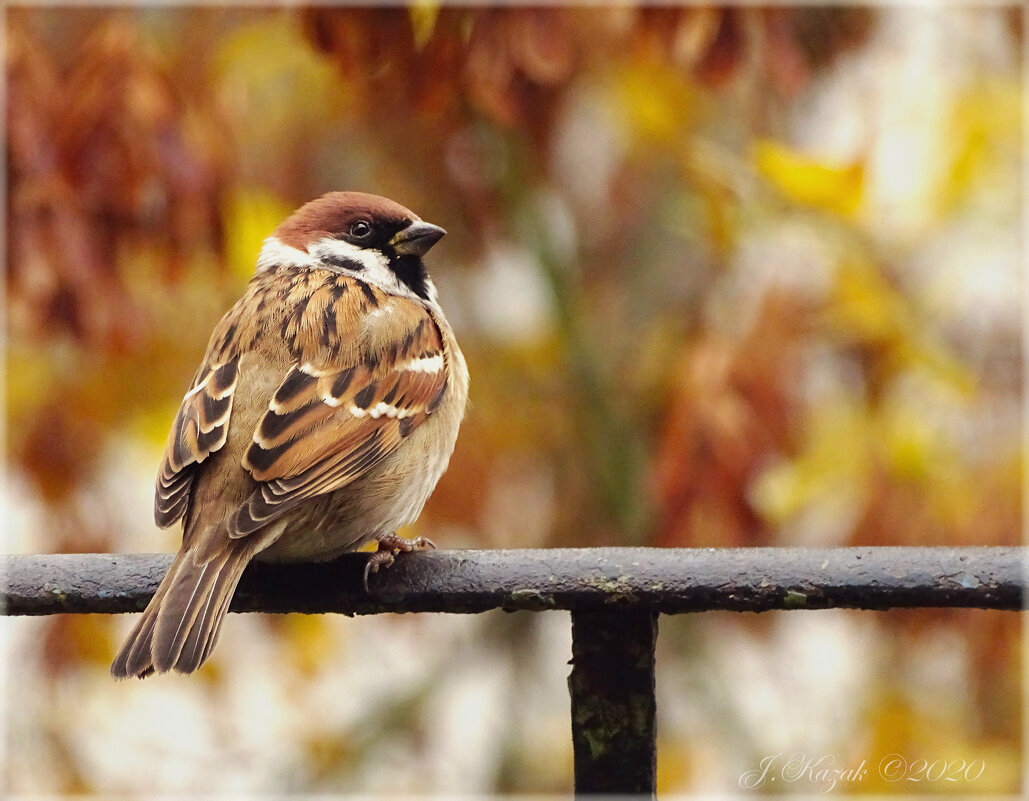 * - Елена Kазак (selena1965)