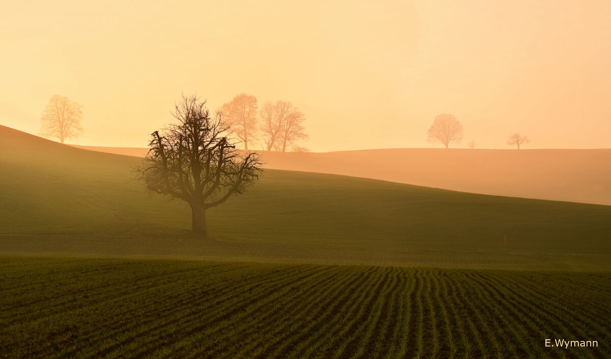 misty evening - Elena Wymann