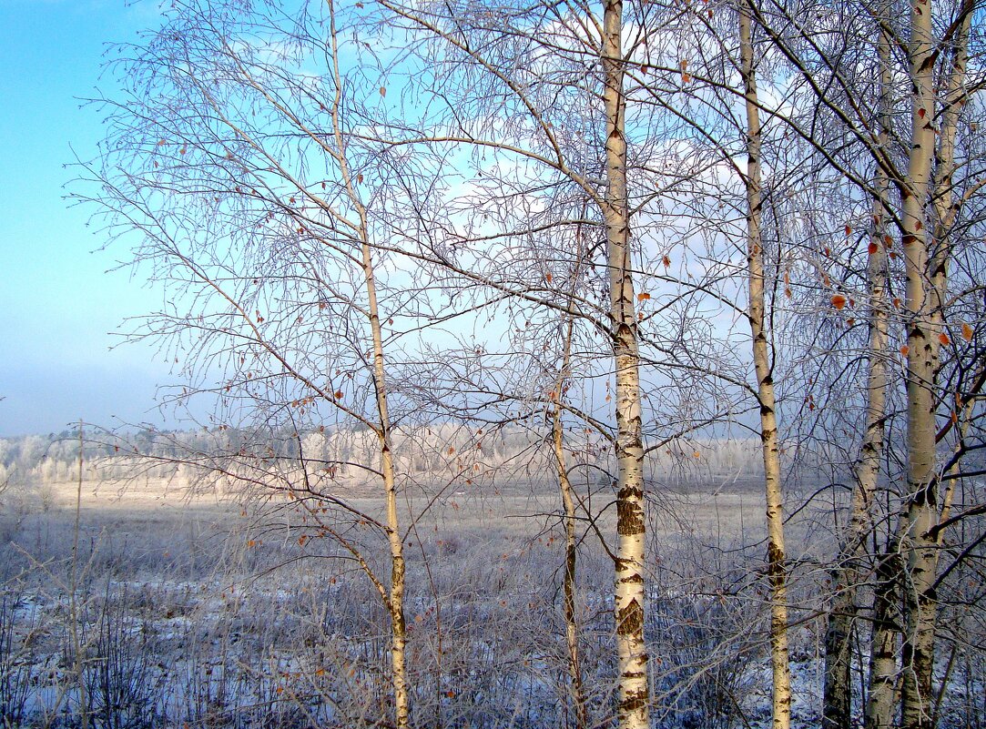 эскиз ноября - Галина Флора