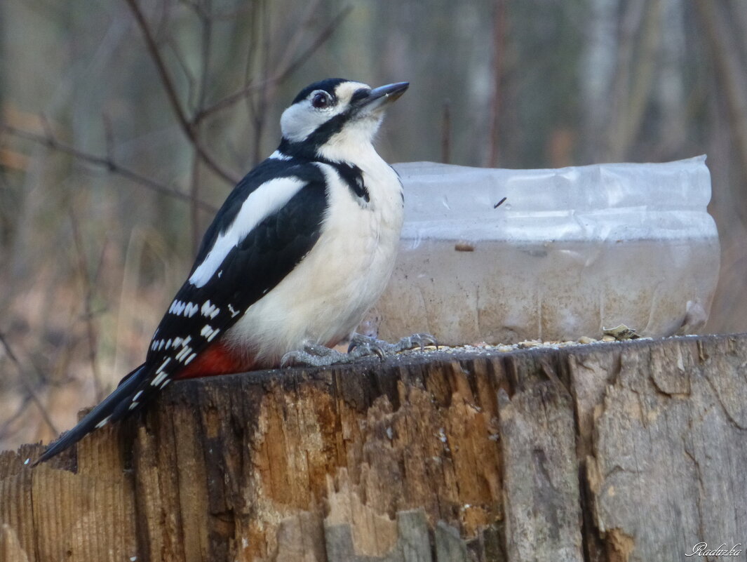 Опоздал к обеду - Raduzka (Надежда Веркина)