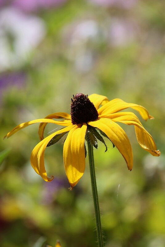 *** - kentiya *** - kentiya