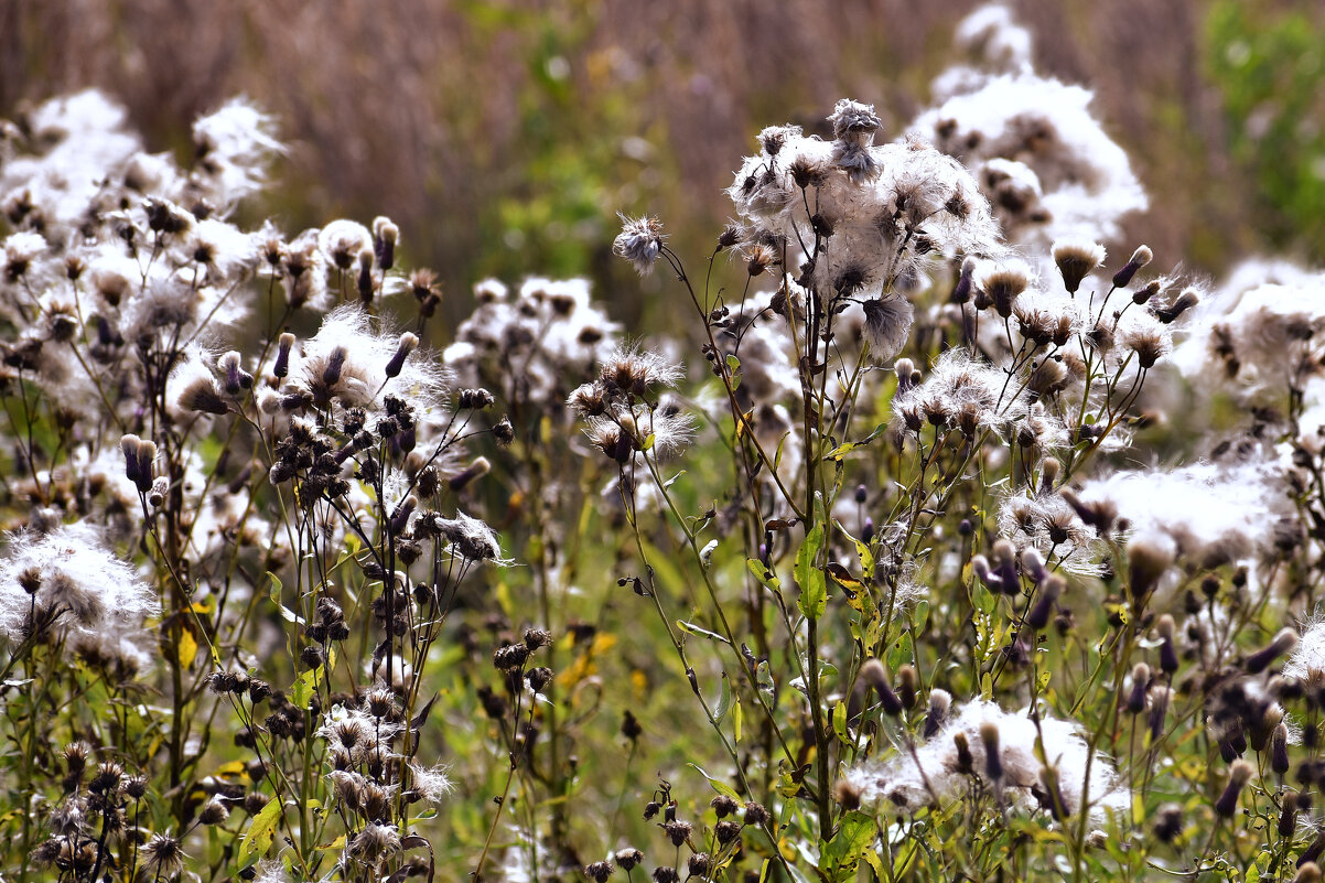 Трава. - Валерий Пославский
