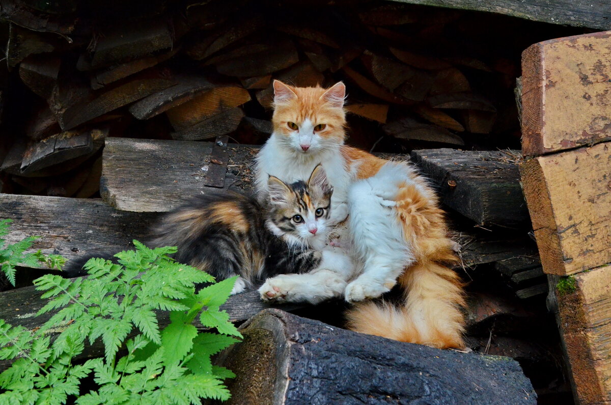 Деревенские кошка с котенком на пепелище - Галина 