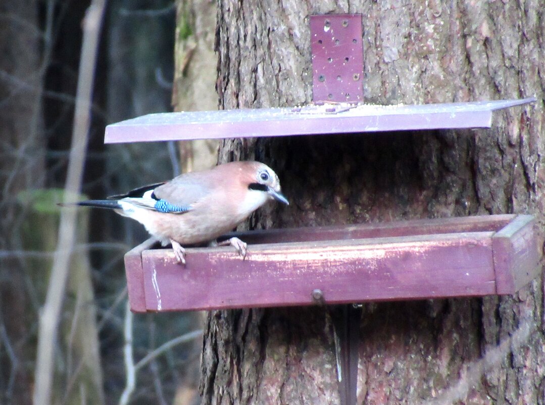 Встречи в лесопарке. Сойка - Елена Павлова (Смолова) Встречи в лесопарке. Сойка - Елена Павлова (Смолова)