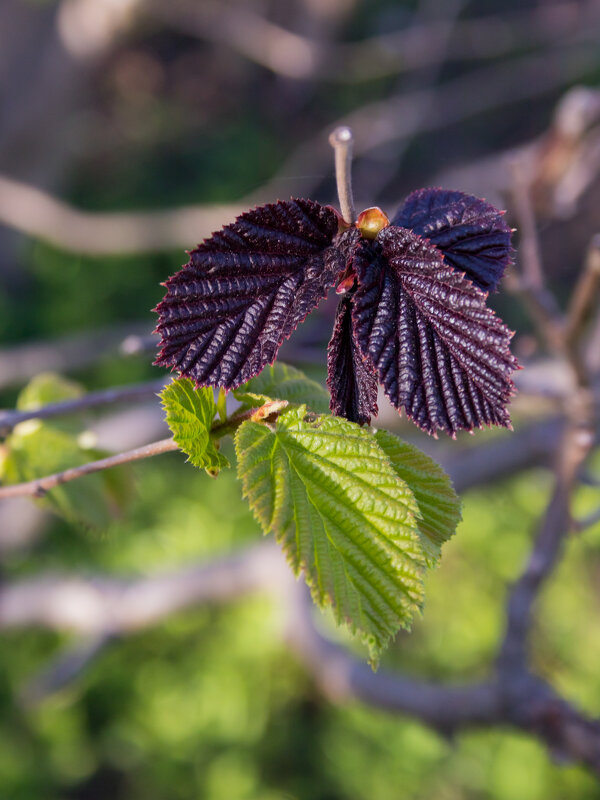 Толерантное соседство - Игорь Викторов Толерантное соседство - Игорь Викторов