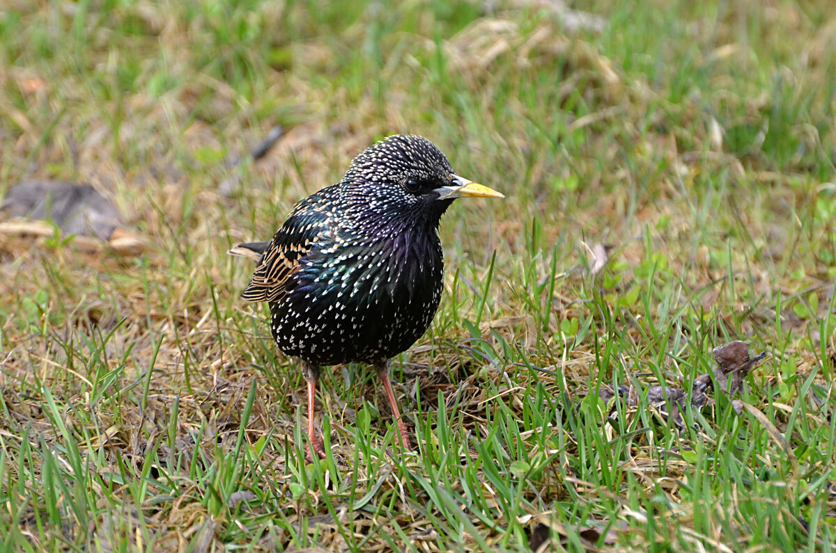 Скворец... - Наташа *****