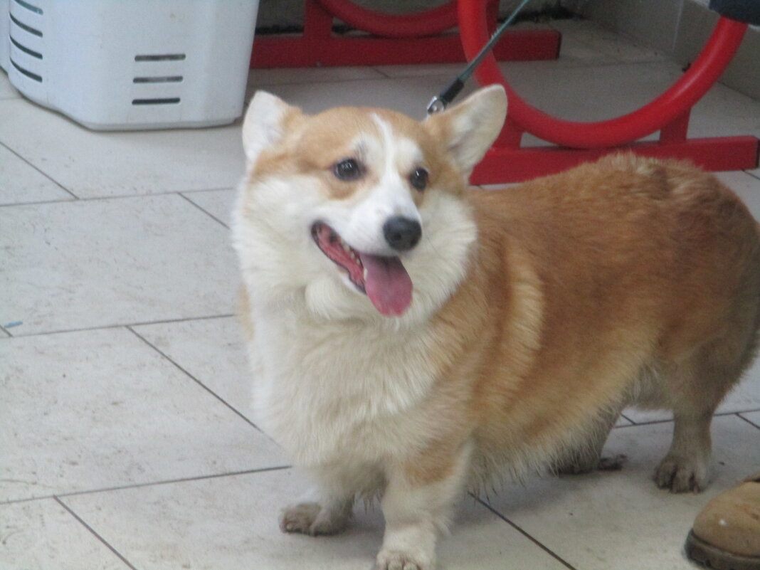 Собака-улыбака. - Зинаида 