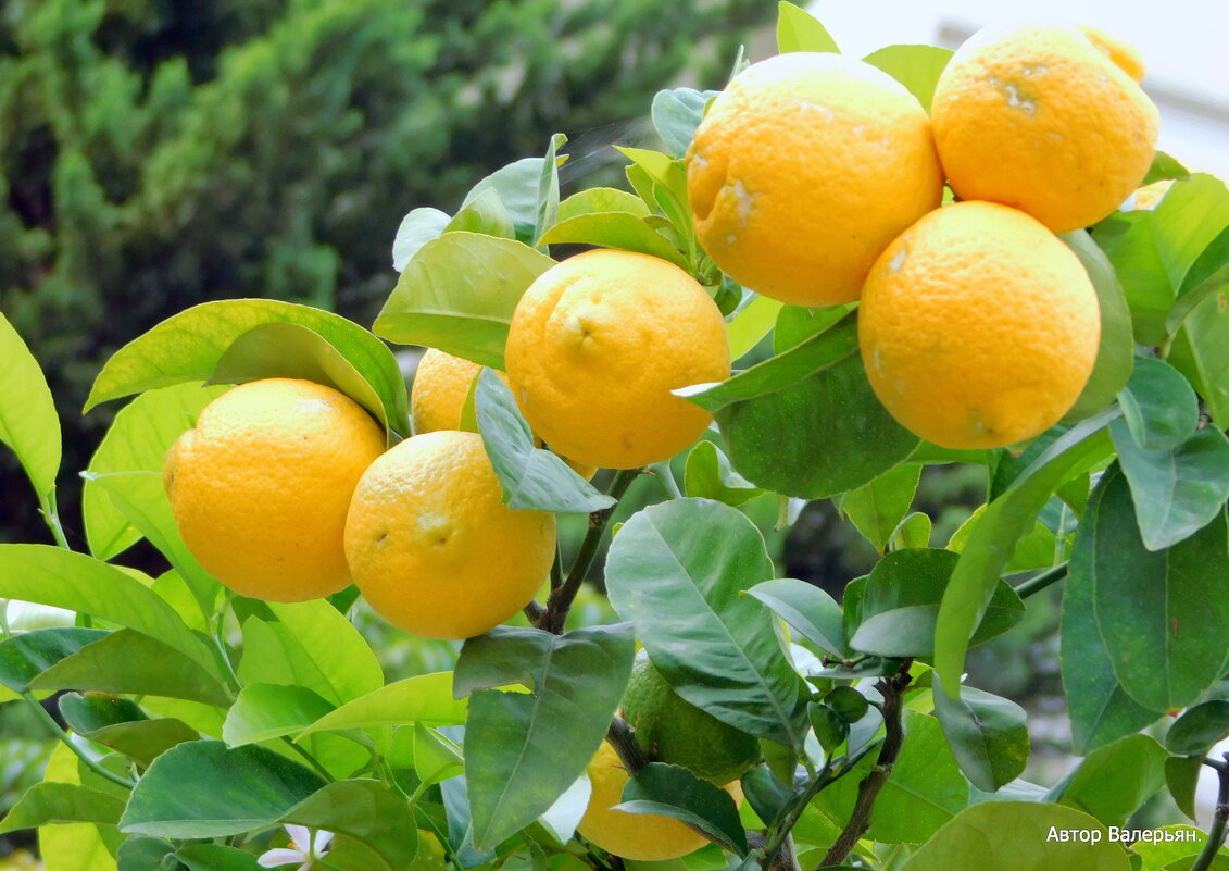Апельсины созрели. - Валерьян Запорожченко