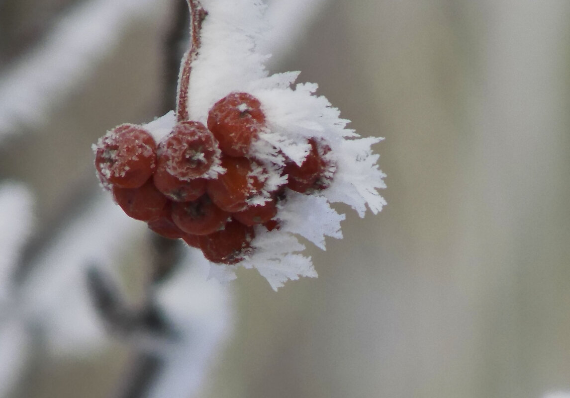 Рябиновый Ангел. - Татьяна 