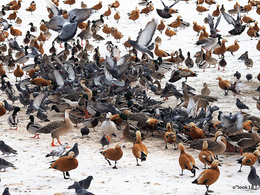 кушать хочется всем - Олег Лукьянов кушать хочется всем - Олег Лукьянов