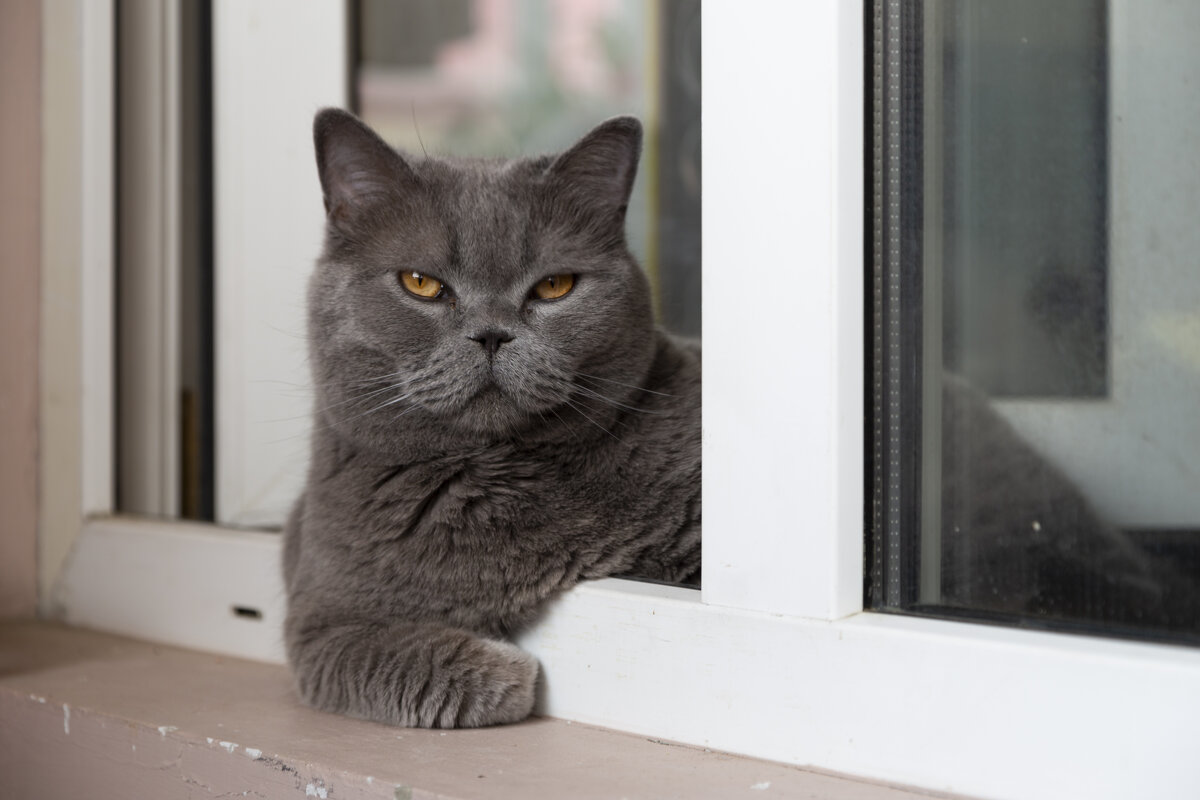 Наблюдатель - Михаил Рехметов Наблюдатель - Михаил Рехметов