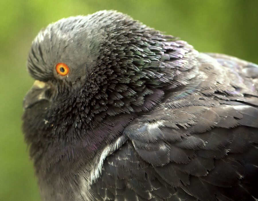 Сизый - Nikolay Monahov