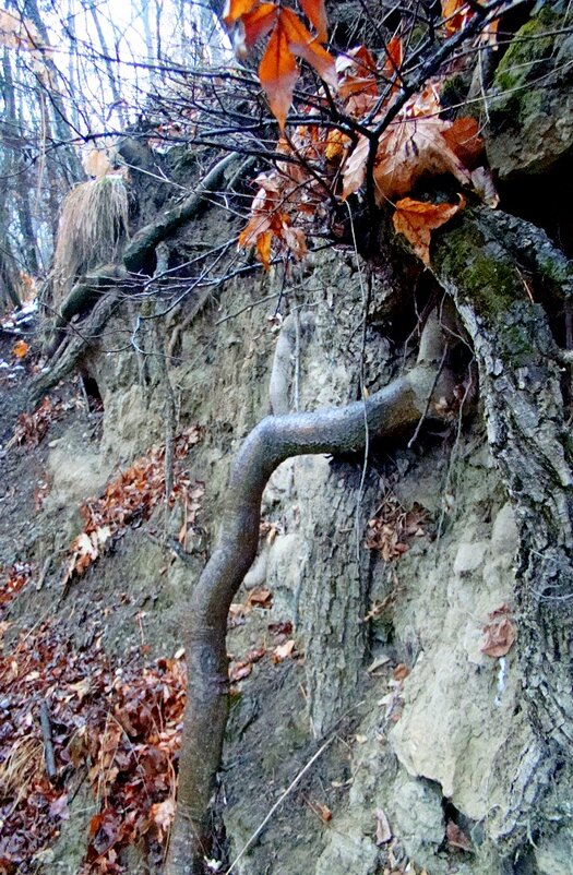 Вспомнилось изречение Козьмы Пруткова : " ЗРИ! в КОРЕНЬ!.. - Евгений Вспомнилось изречение Козьмы Пруткова : " ЗРИ! в КОРЕНЬ!.. - Евгений