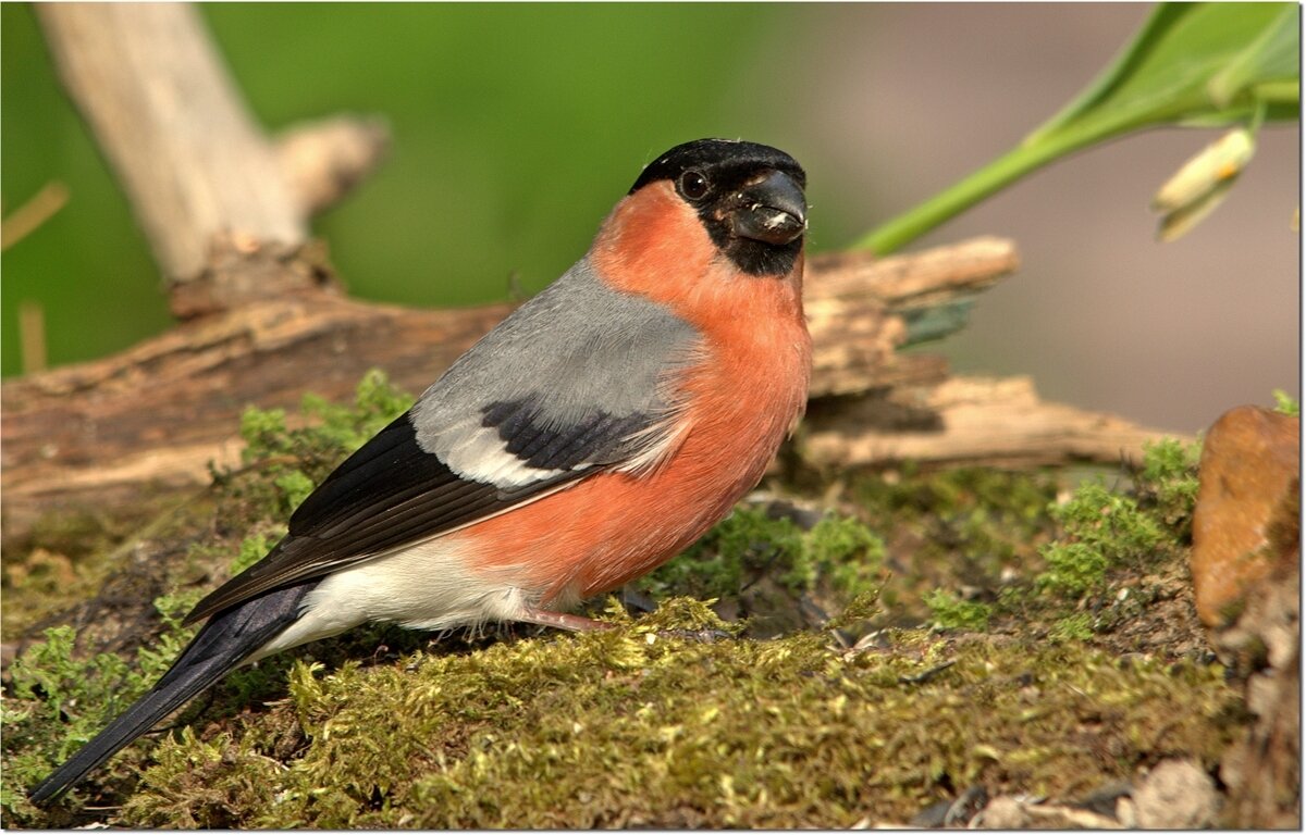 ... - Вячеслав Минаев ... - Вячеслав Минаев
