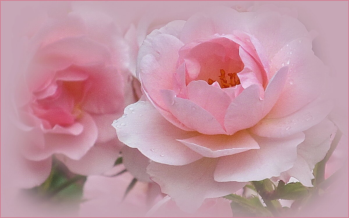 Розовые цветы - Ольга Елисеева Розовые цветы - Ольга Елисеева