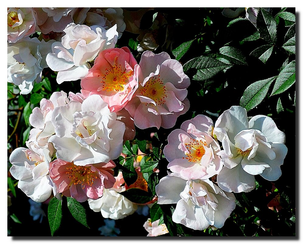 РАДОСТЬ ЖИЗНИ И ВЕСНЫ - Анатолий Восточный РАДОСТЬ ЖИЗНИ И ВЕСНЫ - Анатолий Восточный