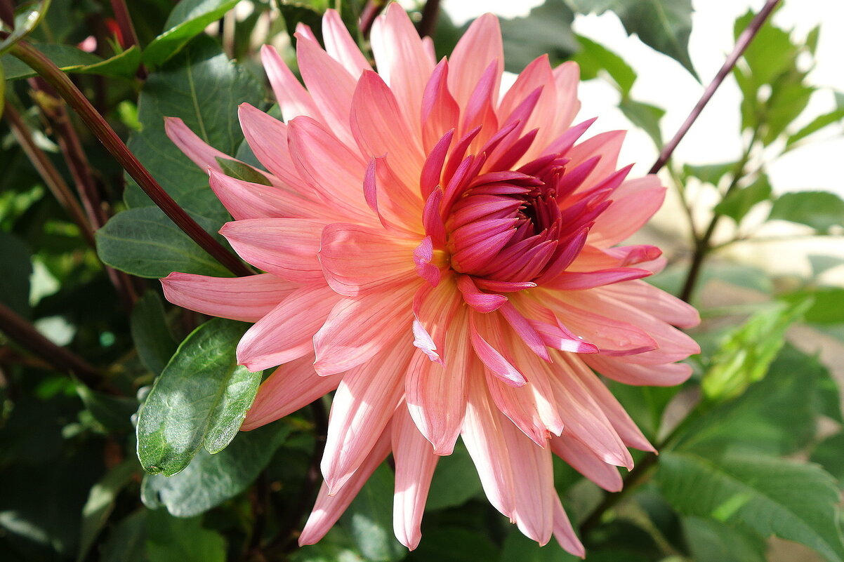 Ботанический сад, Георгин - Маргарита Батырева Ботанический сад, Георгин - Маргарита Батырева