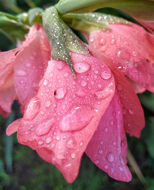 Гладиолусы - bybyakovo Ми