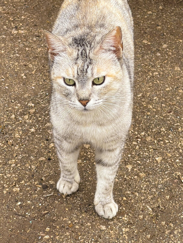 Котик - Александр Деревяшкин