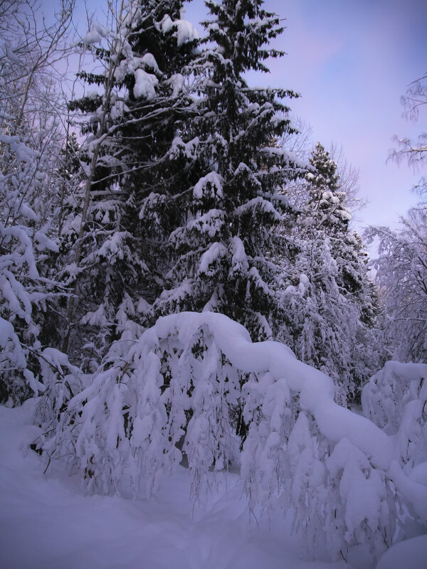 Без поклона к лесу не пройти - liudmila drake Без поклона к лесу не пройти - liudmila drake