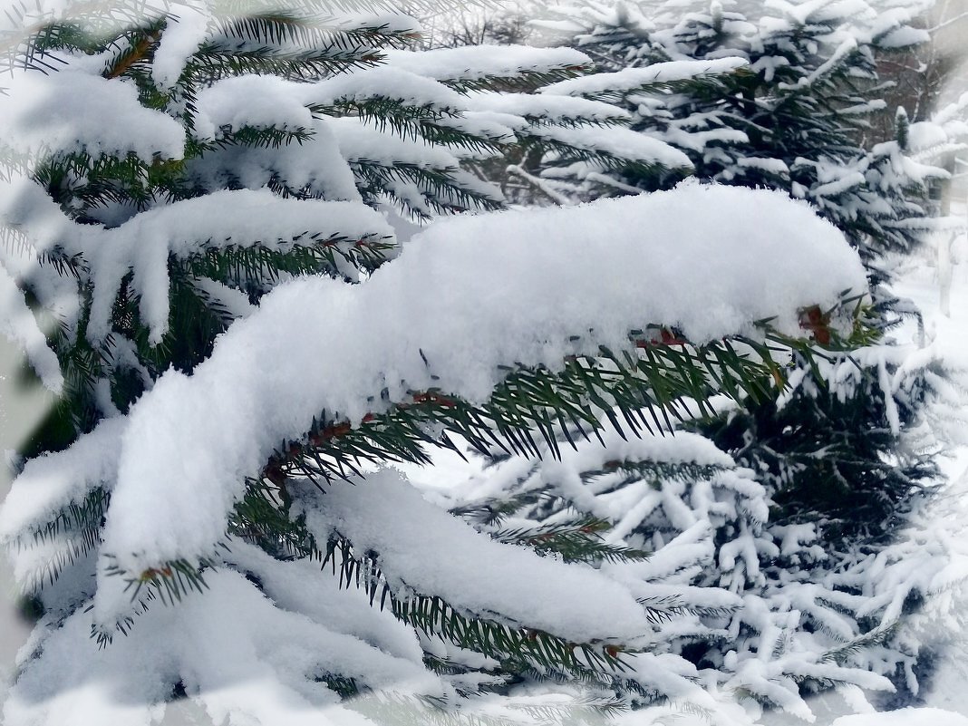 Пушистый снег. - Зоя Чария Пушистый снег. - Зоя Чария