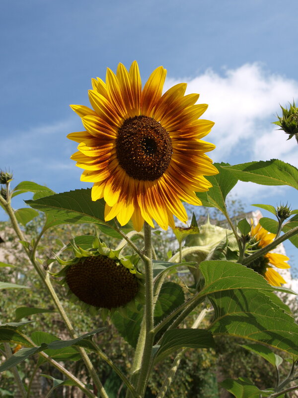 Подсолнух декоративный - Юрий 