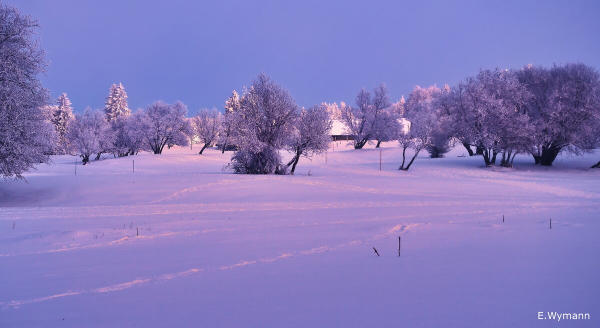 winter morning - Elena Wymann