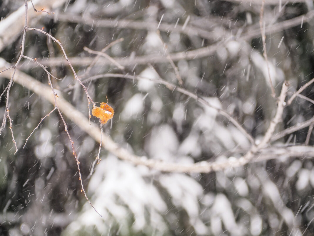 Осенний фонарик ... - Дмитрий Осенний фонарик ... - Дмитрий