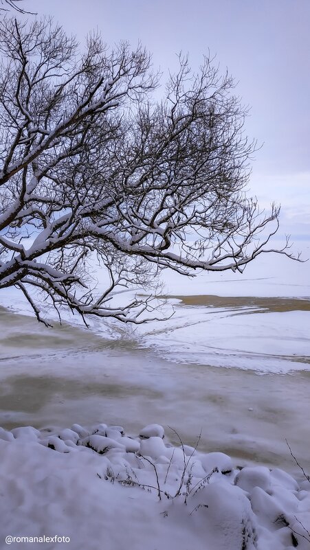 Дерево над заливом - Роман Алексеев Дерево над заливом - Роман Алексеев