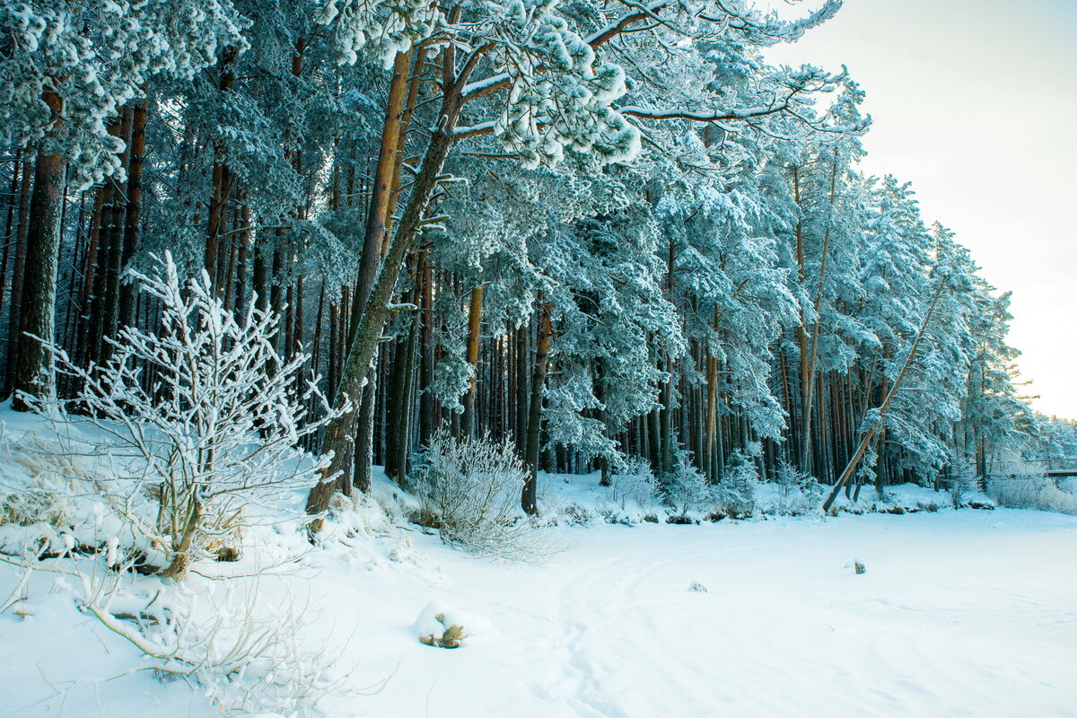 зимний лес - Виктор Pp-off