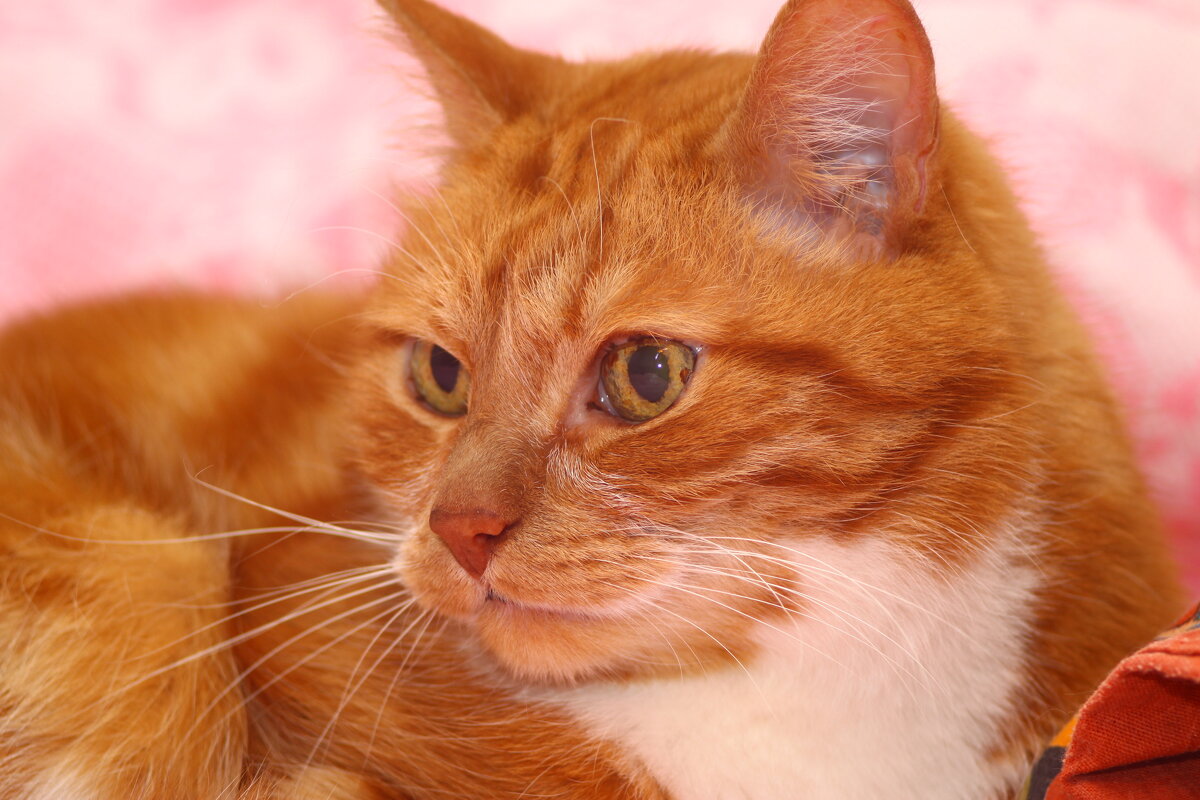 Кокос 22.02.2021г.Первая проба объектива:Юпитер-11А  4/135 №700501 Год выпуска 1970. - Виталий Виницкий