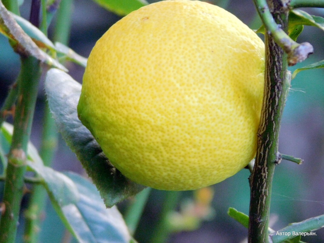 Лимон дозрел. - Валерьян Запорожченко
