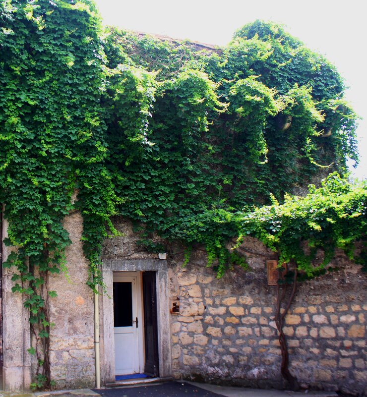 вечно зелено - Savayr 