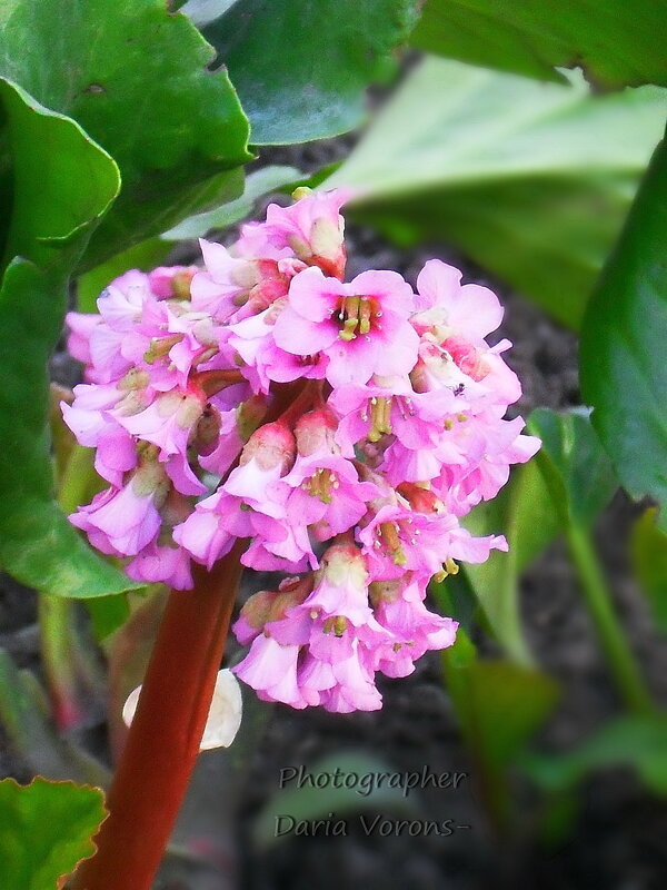 Весны сияние не скрыть в тени - Daria Vorons